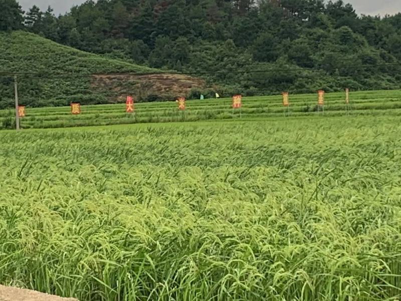 多彩贵州特产(陈爱民)高峰十里香大米长籼米