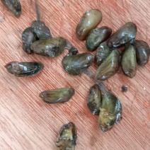 青皮子，虾蟹得口粮