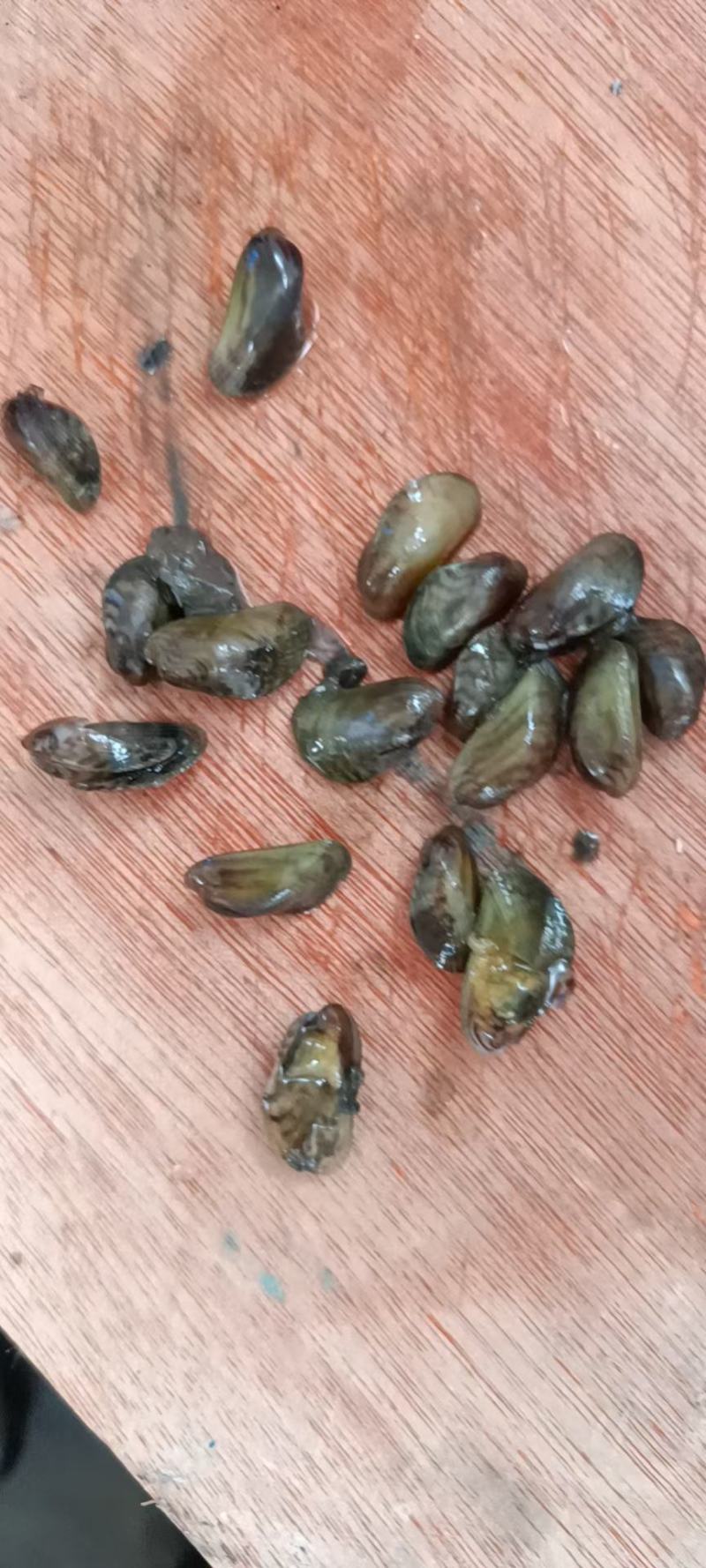 青皮子，虾蟹得口粮