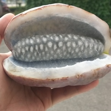 八月瓜