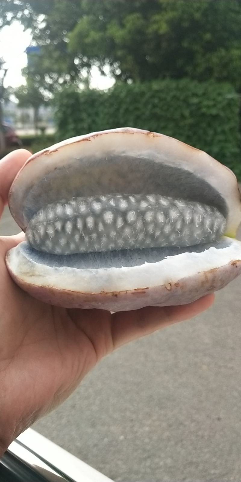 八月瓜