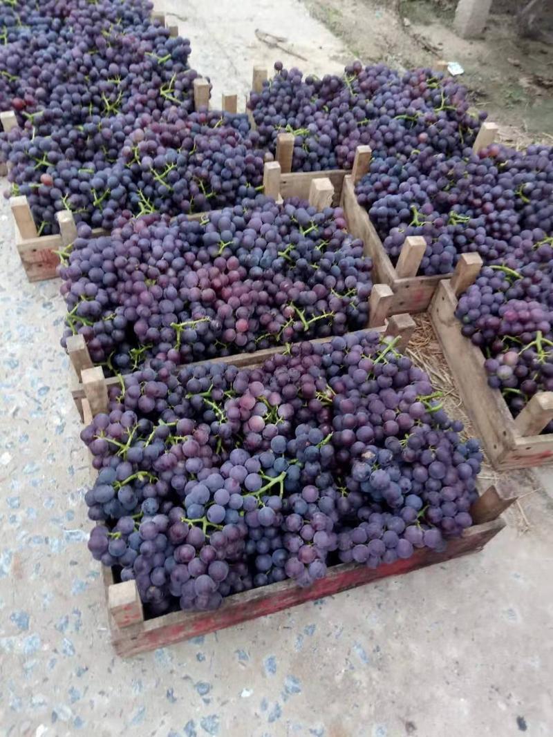 河北邢台威县葡萄大量上市种类齐全可视频看货