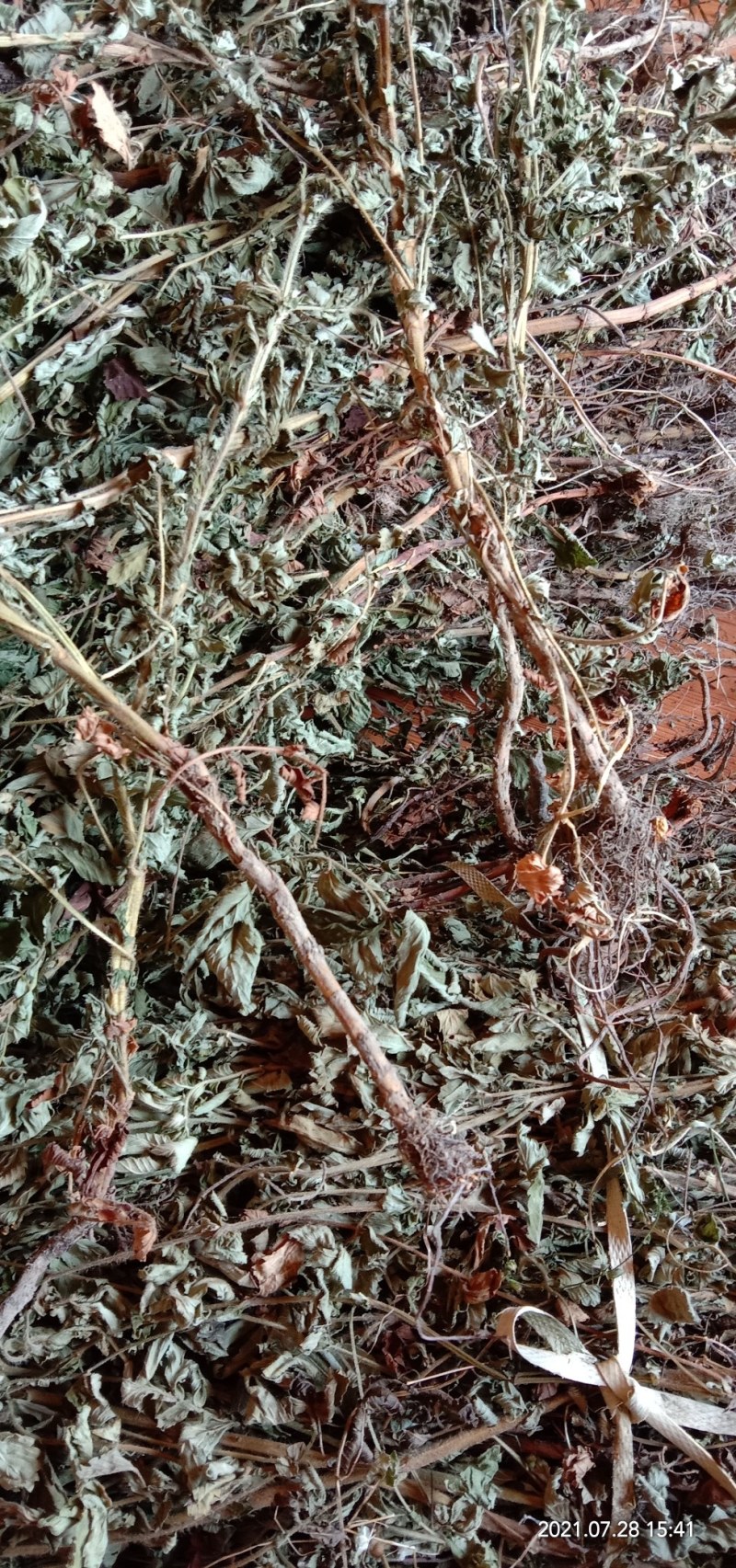 纯野生新货仙鹤草，大货大量批发零售，欢迎各位的来电