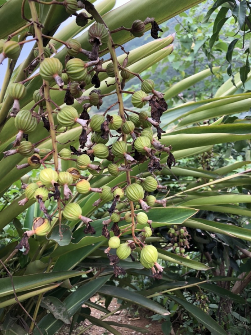 沙芢