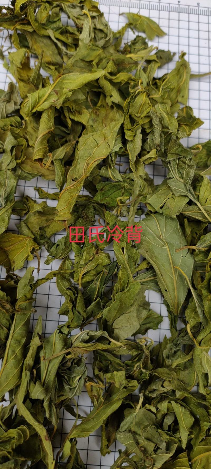 忧遁草干叶，全叶，鳄嘴花黎王草，优遁草野生，今年新货无硫