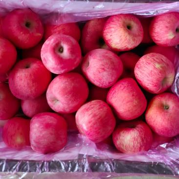 吉县红富士苹果，原产地供货，整年不断货！！！
