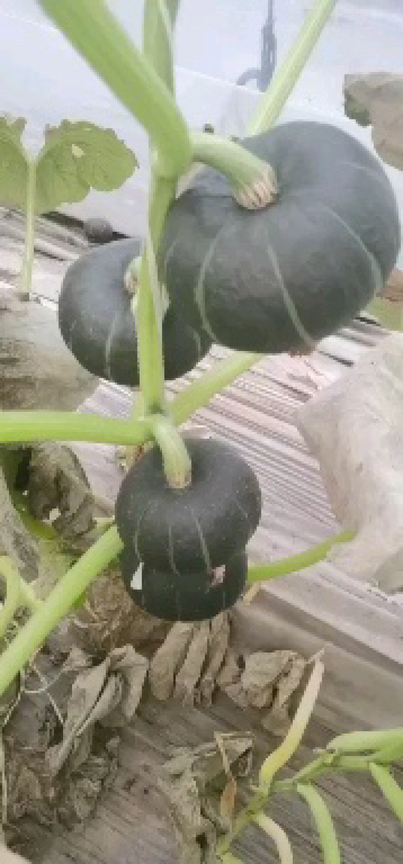 专业代收贝贝南瓜