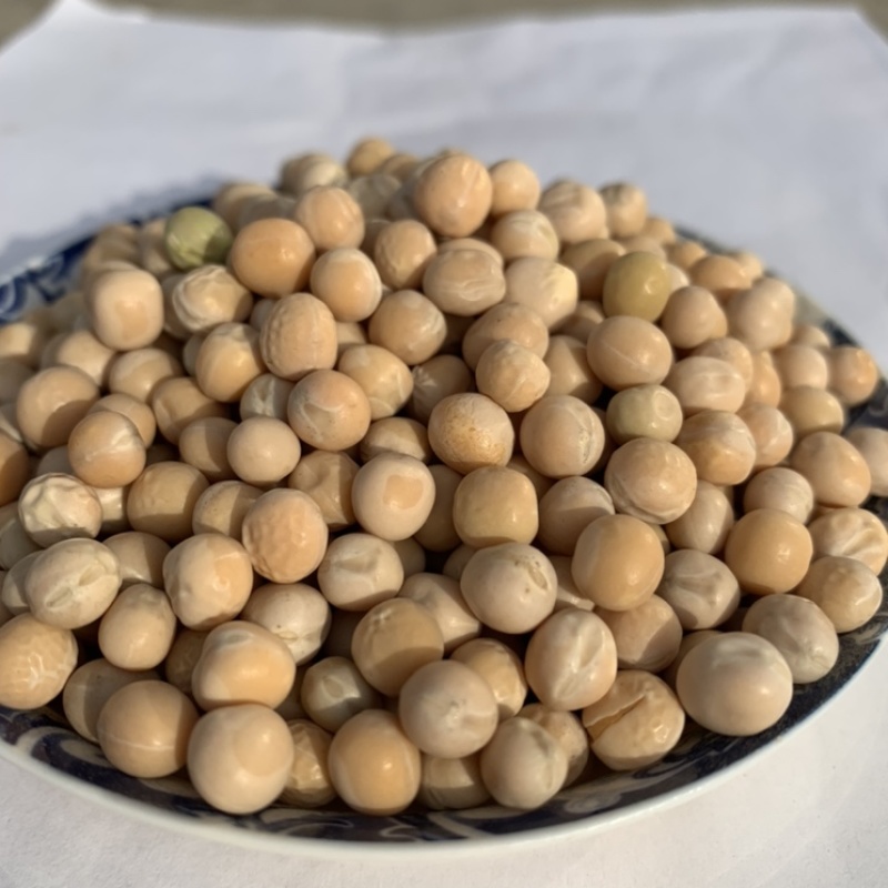 白豌豆黄豆大豆赤豆绿豆红豆麻豌豆