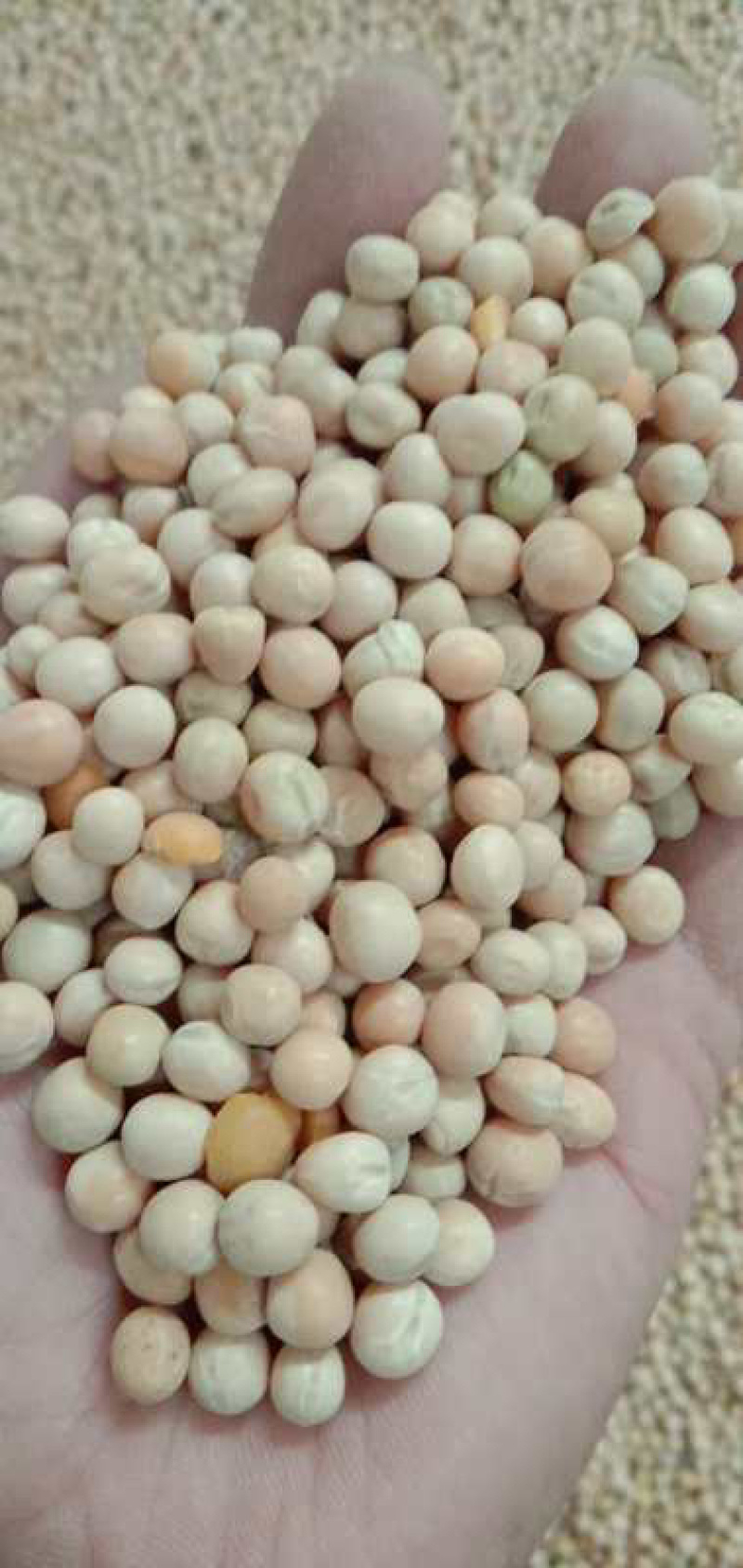 白豌豆黄豆大豆赤豆绿豆红豆麻豌豆