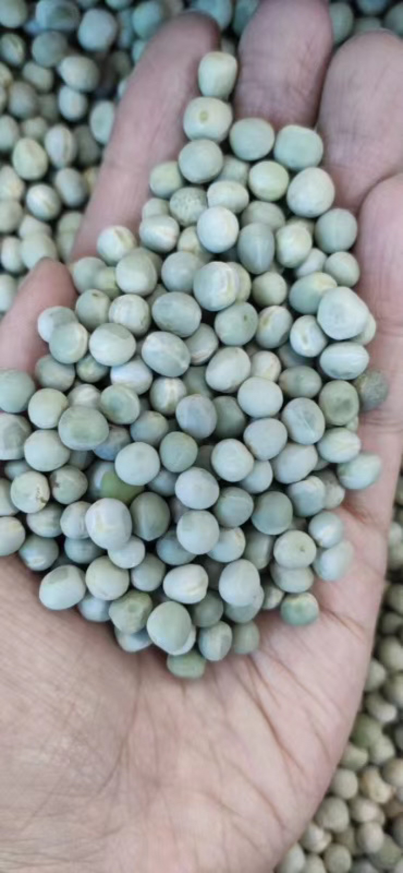 白豌豆黄豆大豆赤豆绿豆红豆麻豌豆