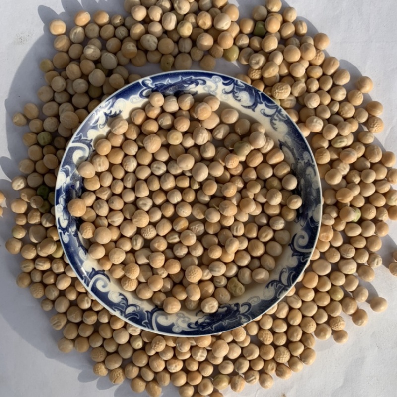 白豌豆黄豆大豆赤豆绿豆红豆麻豌豆