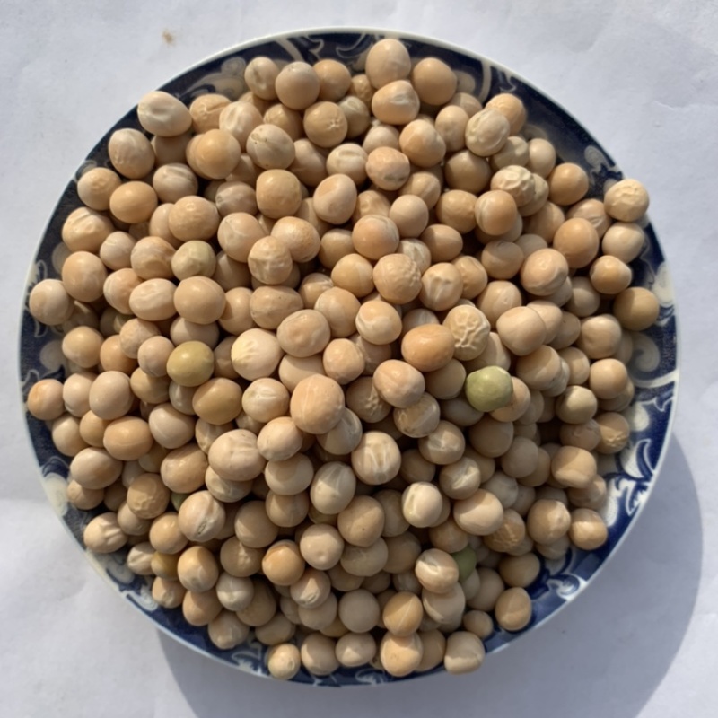 白豌豆黄豆大豆赤豆绿豆红豆麻豌豆