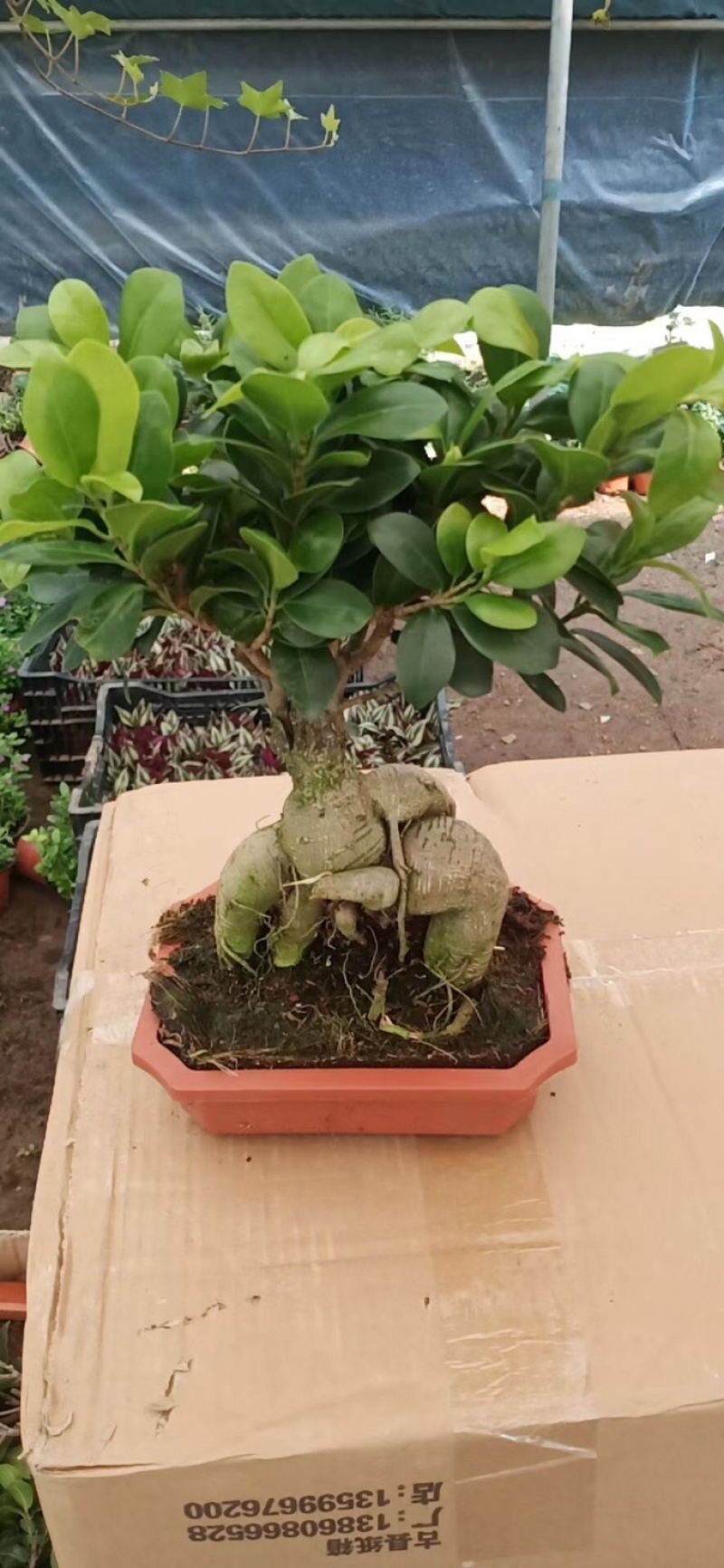 榕树人参榕树榕树盆景榕树小叶榕树