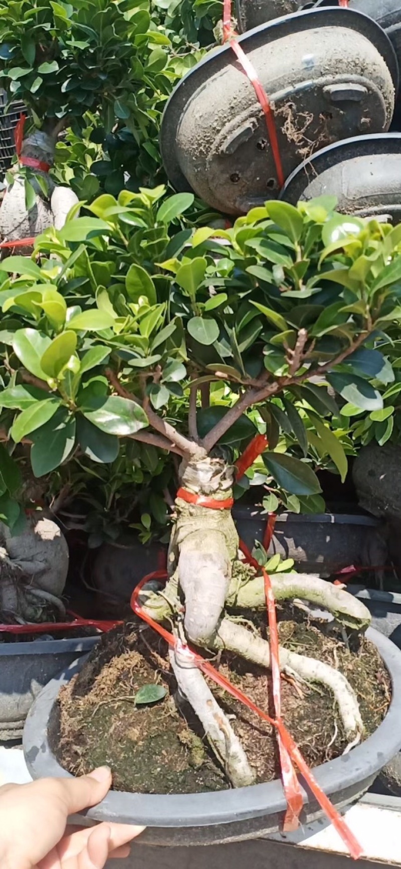 榕树人参榕树榕树盆景榕树小叶榕树
