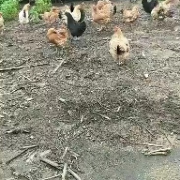 东北纯溜达土鸡