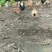 东北纯溜达土鸡