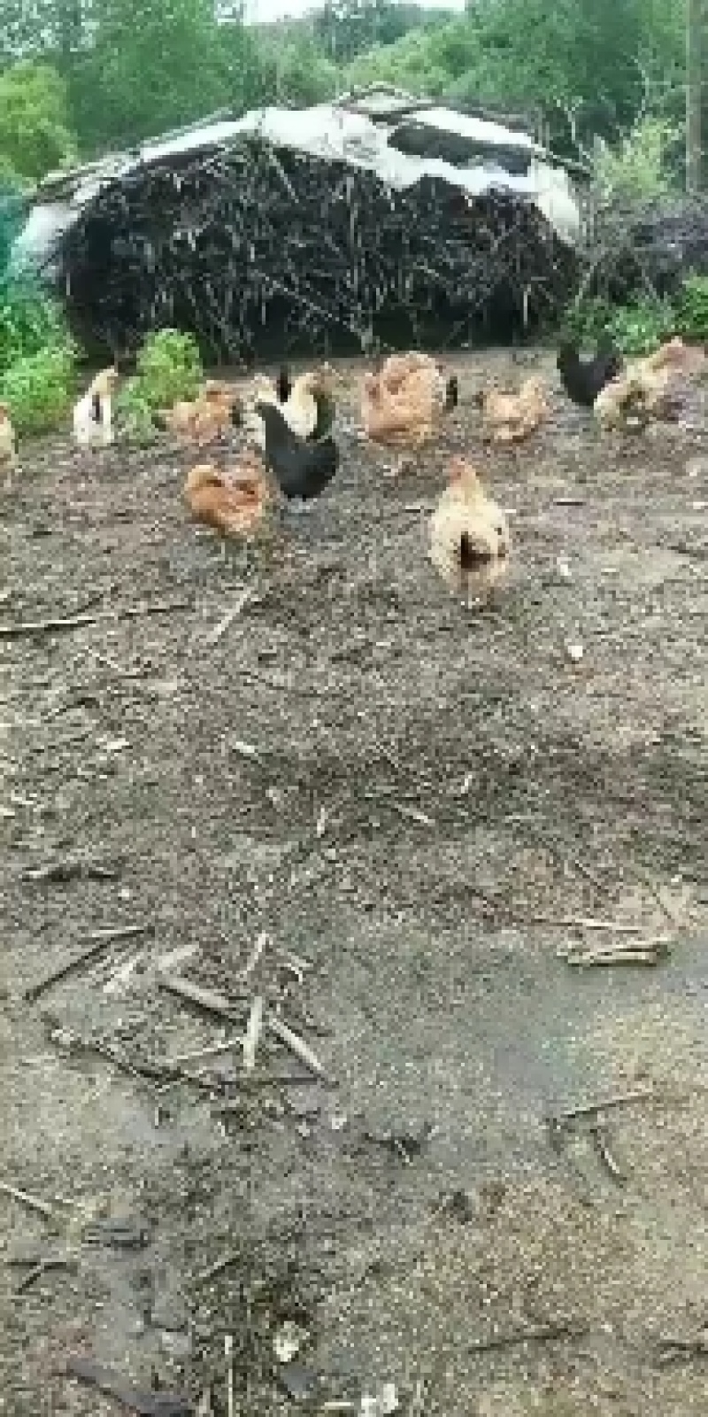 东北纯溜达土鸡