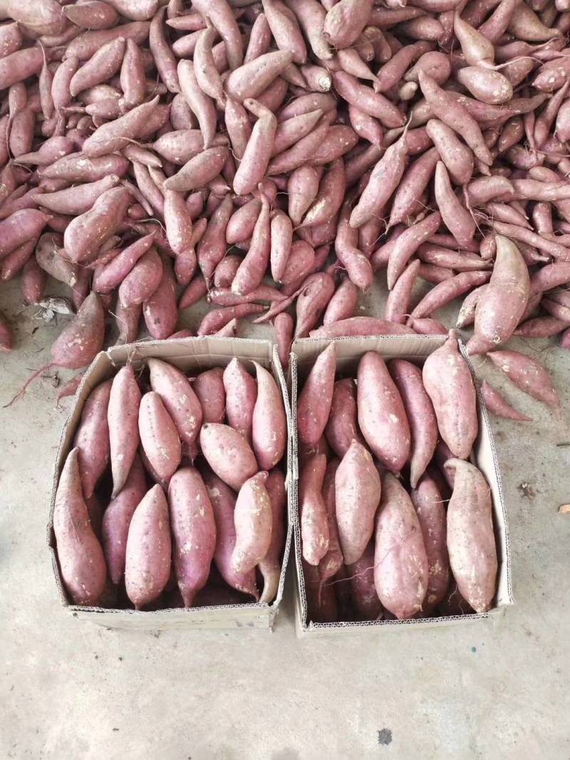 《优质薯大量上市》西瓜红万亩基地，品种齐全，质量杠杠滴。