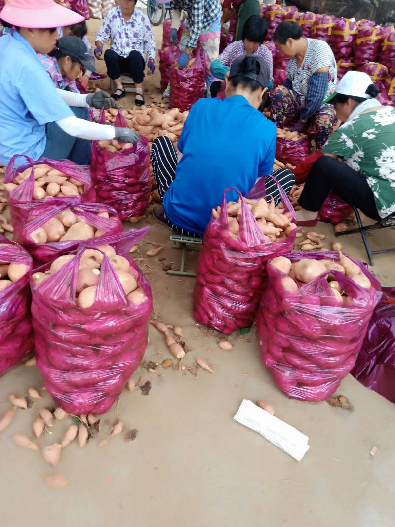 《优质薯大量上市》西瓜红万亩基地，品种齐全，质量杠杠滴。