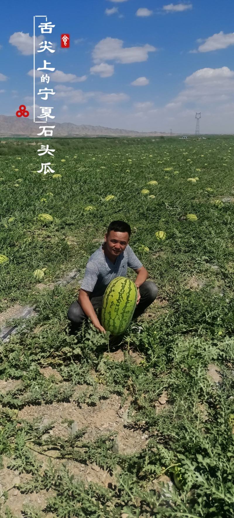 【产地直发】金城五号西瓜品质保证包熟包甜实力代办
