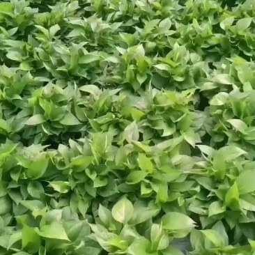 绿萝