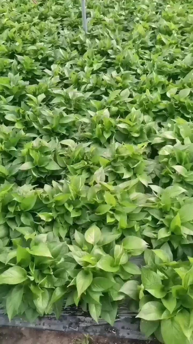 绿萝