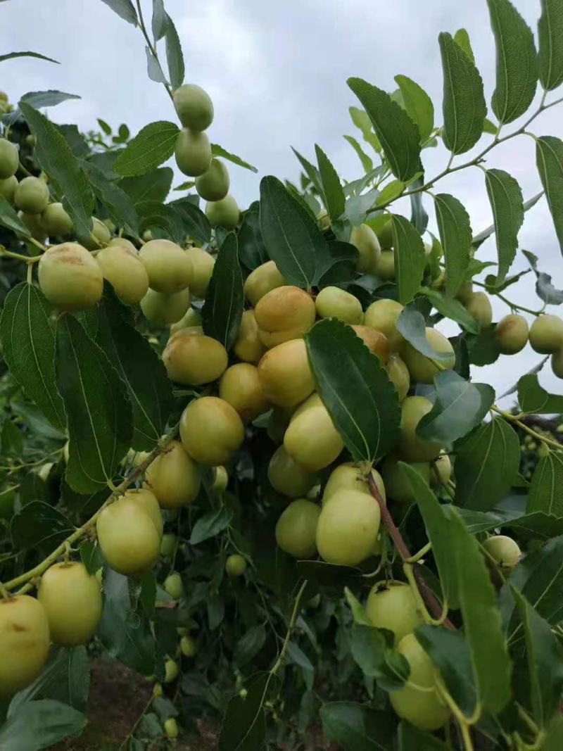 米枣合作社，米枣协会～种植基地～四川米枣之乡