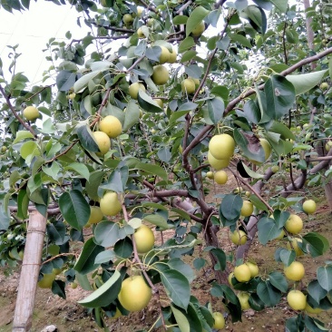 皇冠梨