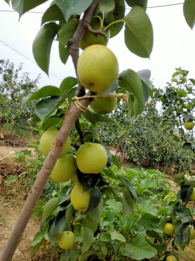皇冠梨