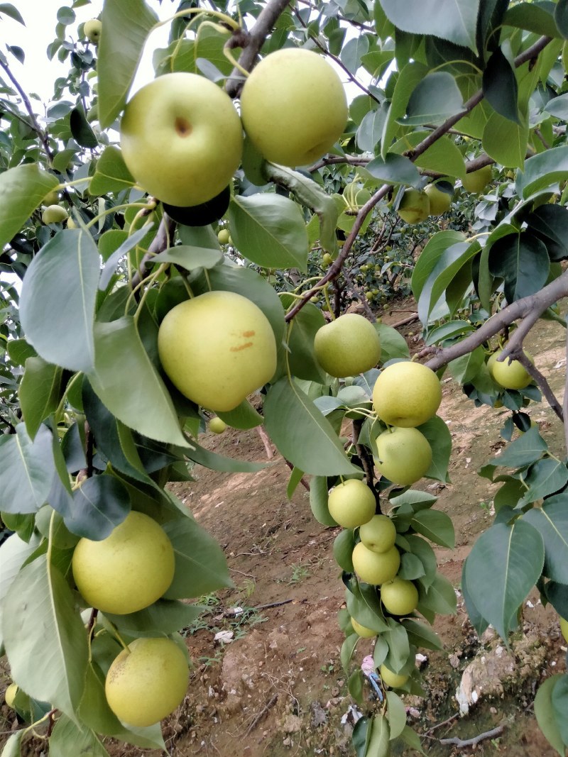 皇冠梨