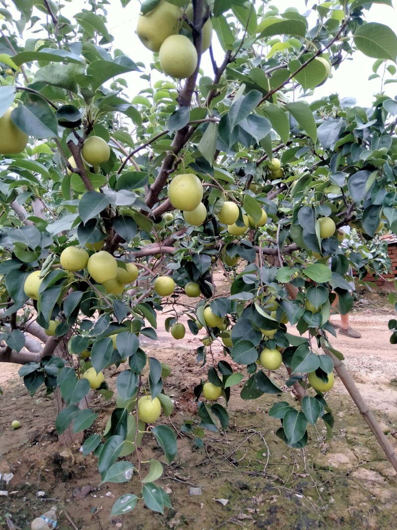 皇冠梨
