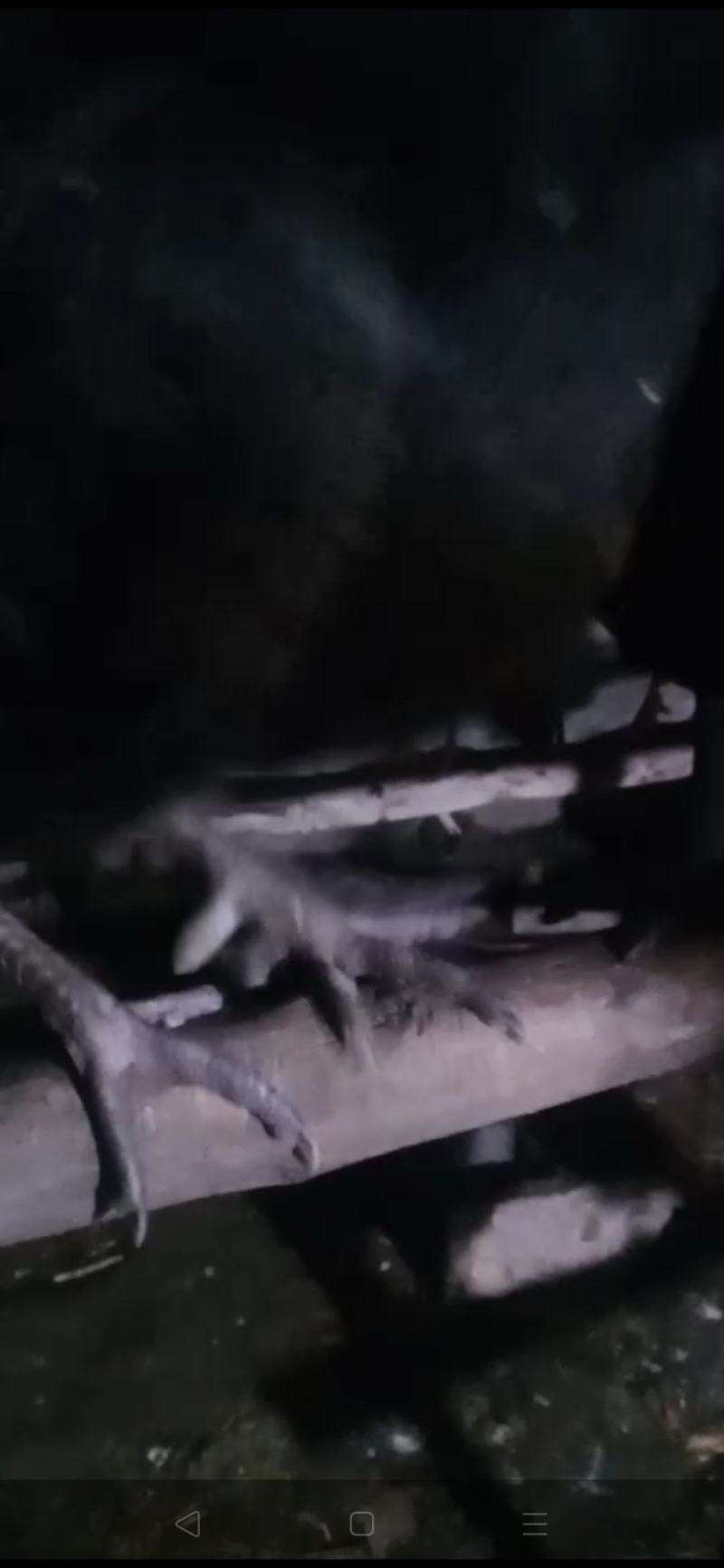 东北纯溜达大公鸡