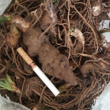 重楼块茎华重楼