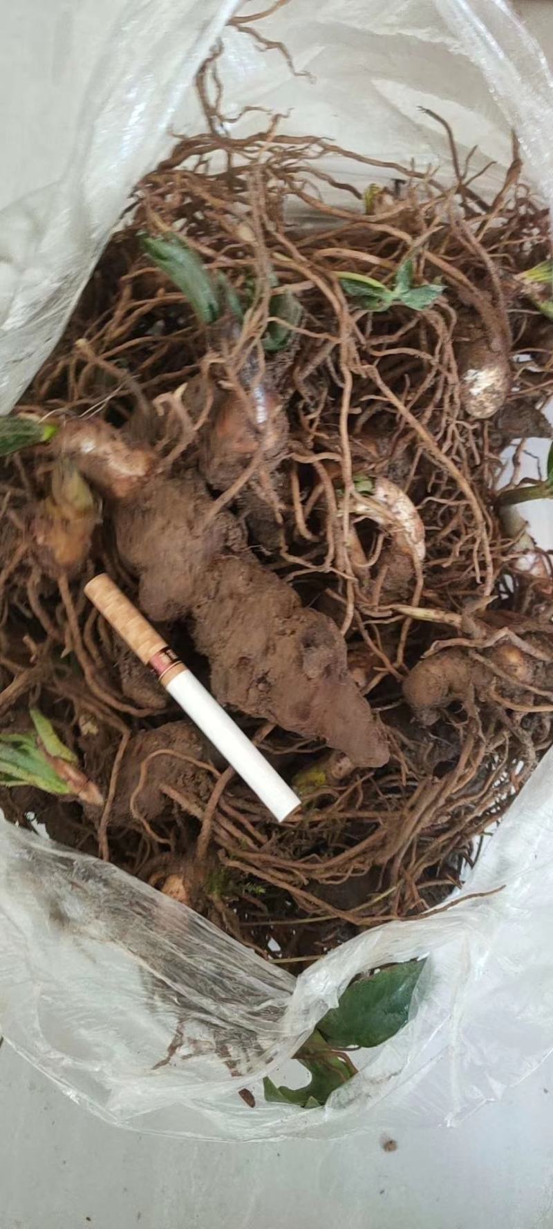 重楼块茎华重楼