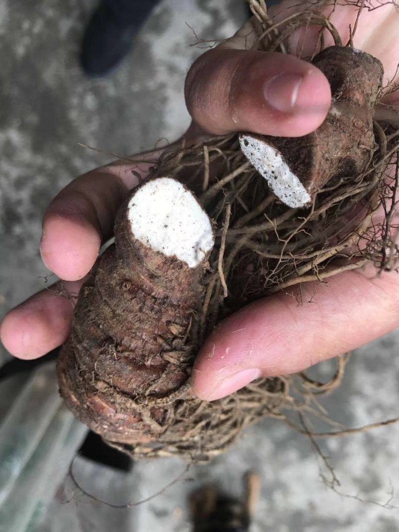 重楼块茎华重楼