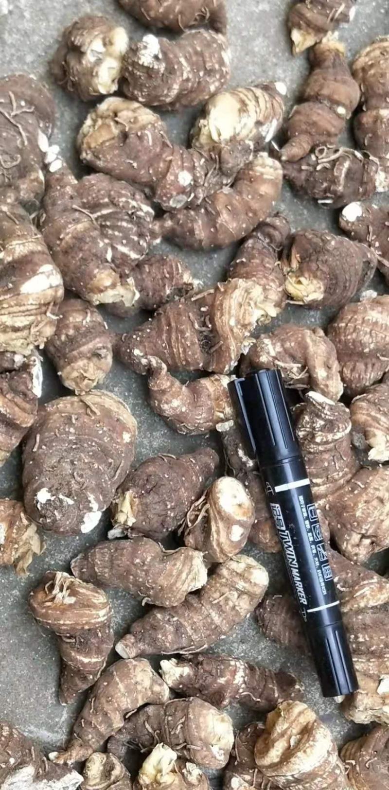 重楼干货华重楼