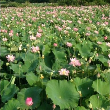 湖北现摘莲蓬
