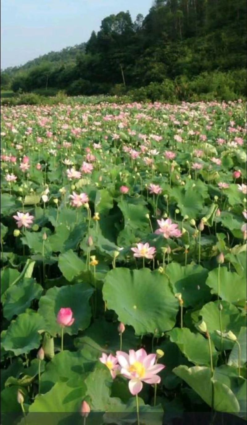 湖北现摘莲蓬