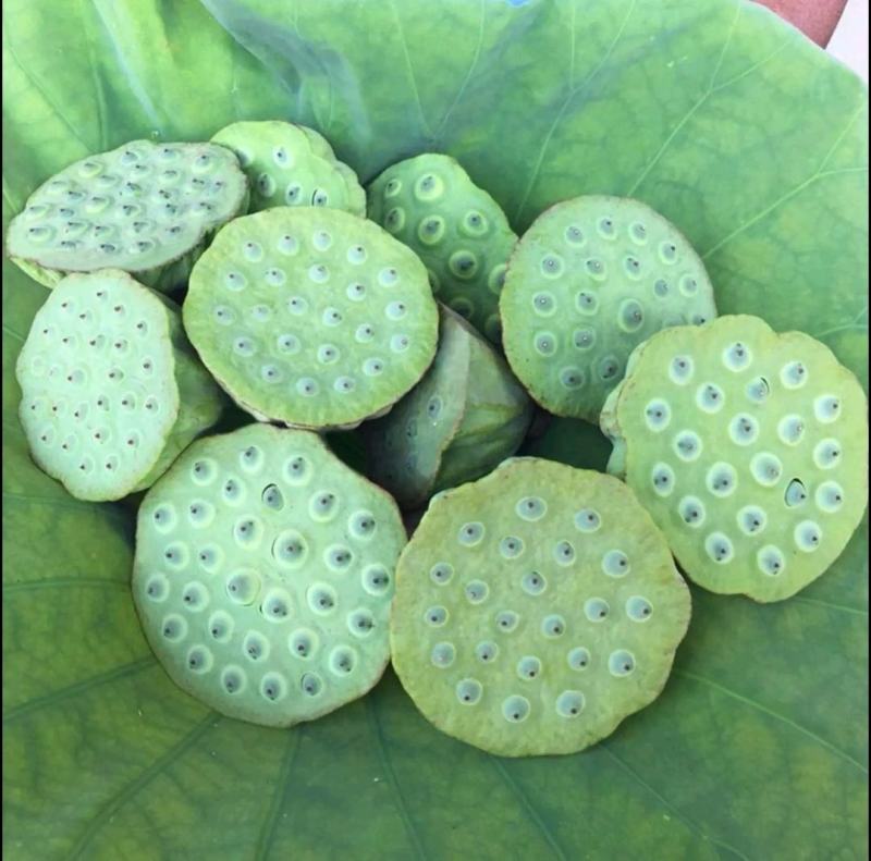 湖北现摘莲蓬