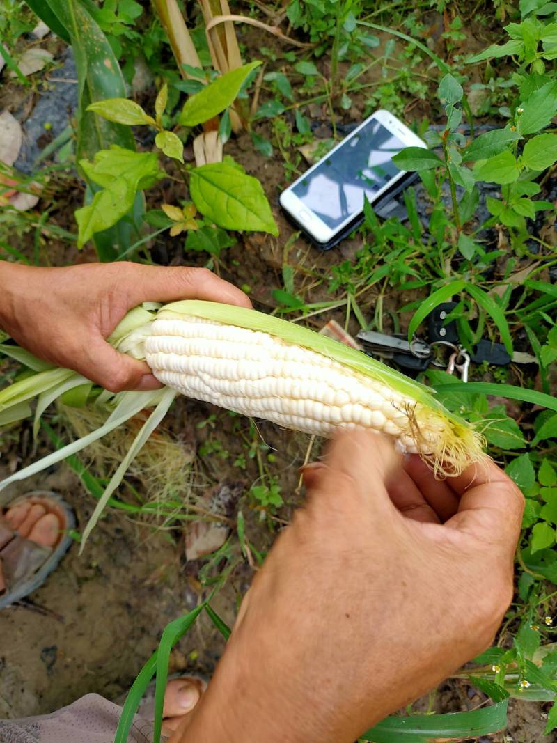 都江堰基地:常年种植鲜食玉米300亩:花，白、黄甜、黑