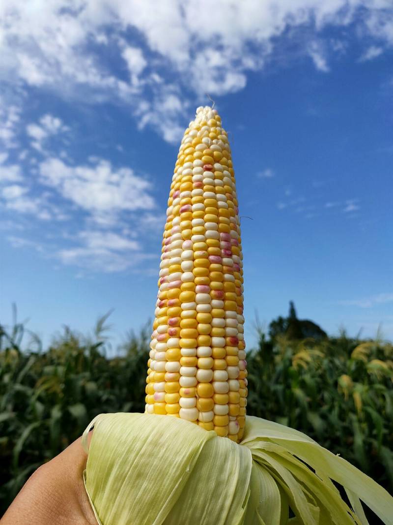 都江堰基地:常年种植鲜食玉米300亩:花，白、黄甜、黑