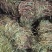 鸡骨草本地7月份新货无硫磺纯生大部分有叶特级青绿省内包