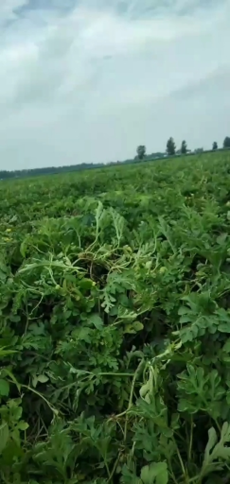 洞庭一号西瓜自家产自家销