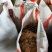 菜籽饼黄饼油枯饼肥料饲料种菜品质好欢迎订购咨询