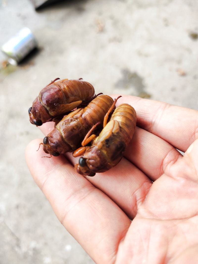 金蝉，幼蝉，天然高蛋白质！