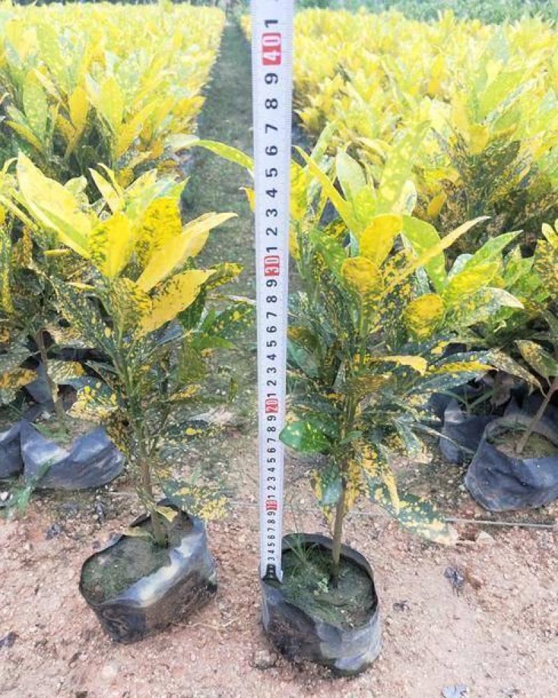 洒金木盆栽变叶木苗洒金榕花卉植物招财室内外阳台七彩变叶木