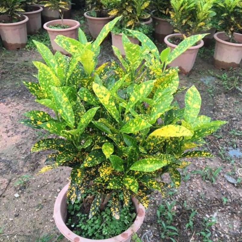洒金木盆栽变叶木苗洒金榕花卉植物招财室内外阳台七彩变叶木
