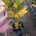 洒金木盆栽变叶木苗洒金榕花卉植物招财室内外阳台七彩变叶木