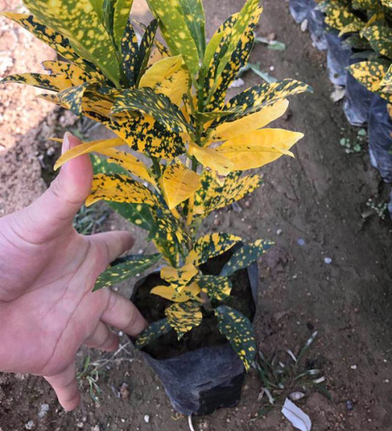 洒金木盆栽变叶木苗洒金榕花卉植物招财室内外阳台七彩变叶木
