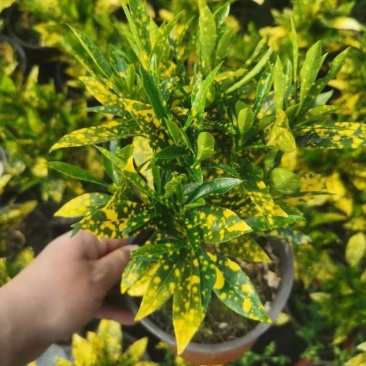 洒金木盆栽变叶木苗洒金榕花卉植物招财室内外阳台七彩变叶木